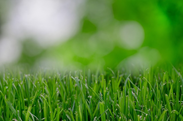 grass
